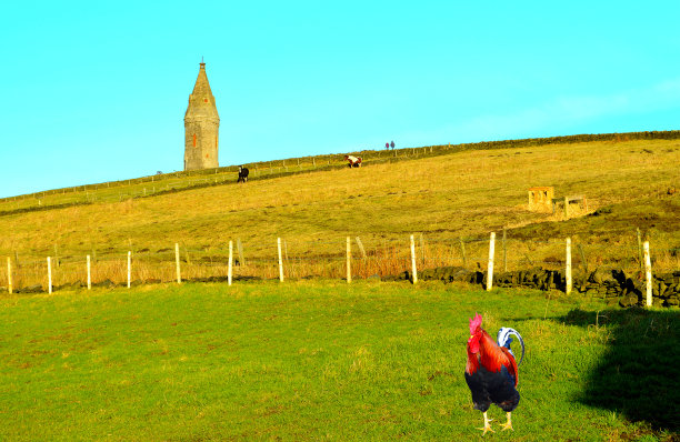 在哈特海德派克放养的鸡图片下载