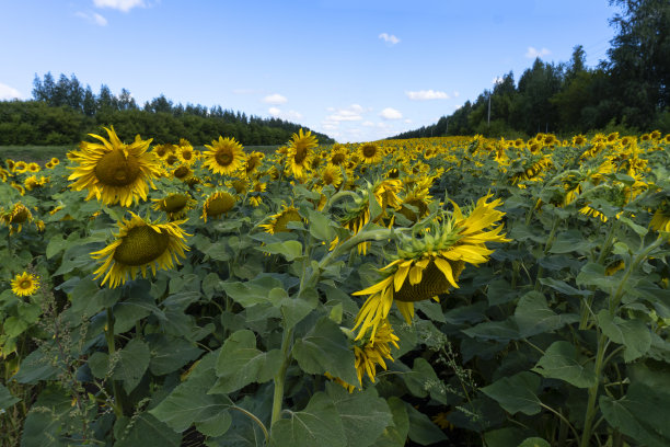 照片中的向日葵在野外美丽的背景图片下载