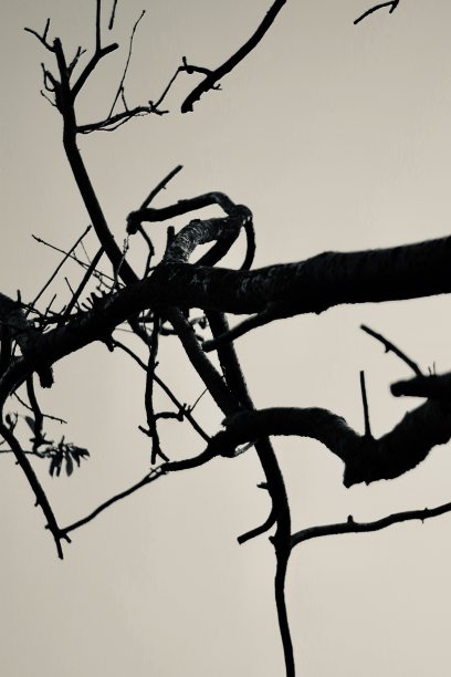 赤裸的树枝作为背景图片下载