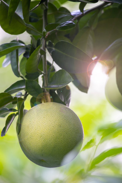 葡萄柚树，葡萄柚，结实，丰满图片下载