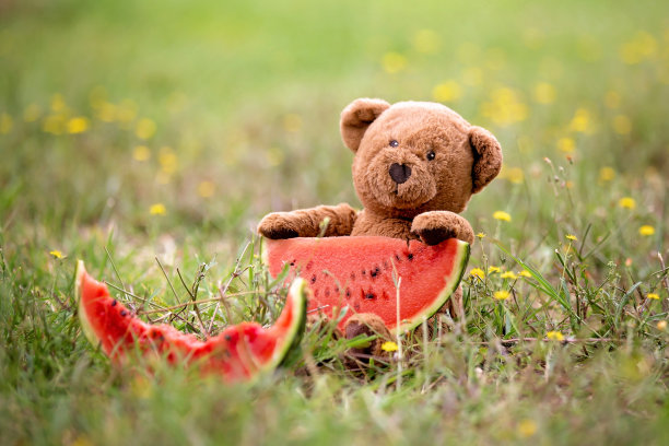 泰迪熊和一片西瓜图片下载