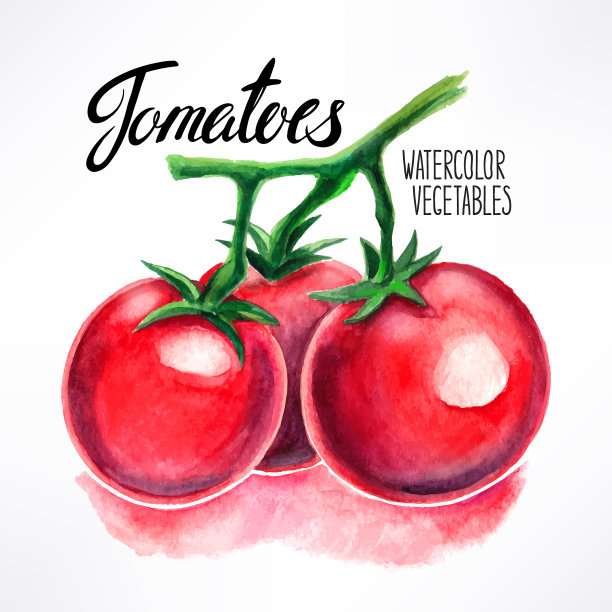 水彩西红柿图片下载