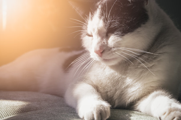 一只黑白相间的猫在温暖的阳光下在沙发上打盹图片下载