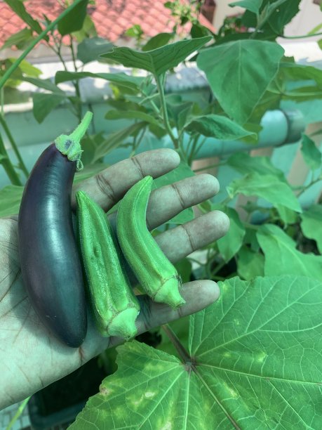 菜园里的收获图片下载