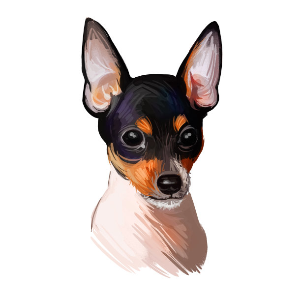 玩具狐梗犬品种肖像孤立在白色。数码艺术插图，动物水彩画手绘狗为网。宠物的皮毛短而直，白色带有黑色斑纹图片下载