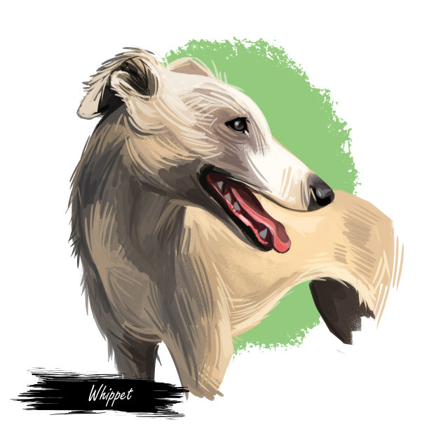 英国惠比特犬或Snap狗品种肖像孤立在白色。数字艺术插图，动物水彩画手绘狗。宠物有尖尖的口吻，短而光滑的毛色奶油色图片下载