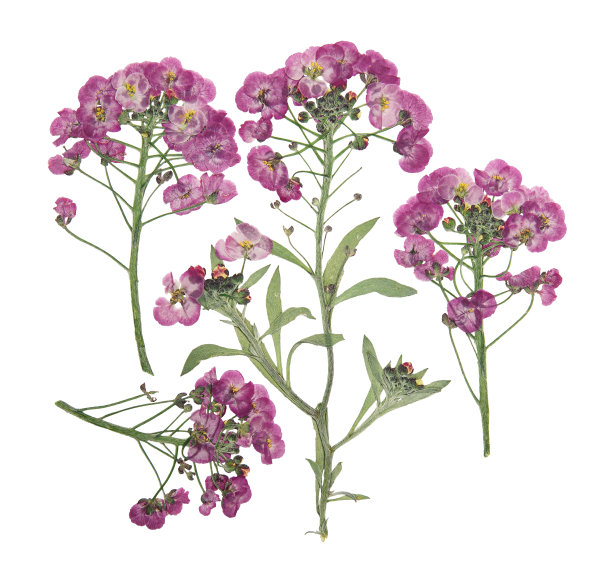 压花和干花洋蓟或洋蓟。孤立在白色背景上。用于剪贴簿、花艺或植物标本室。图片下载