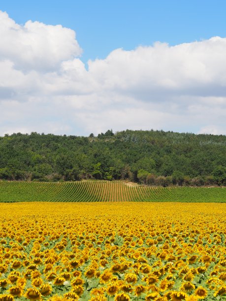 法国勃艮第的向日葵和葡萄园图片下载