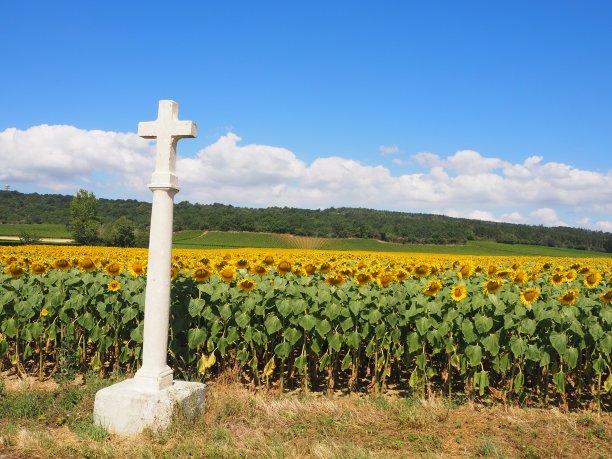 法国勃艮第葡萄园的向日葵。图片下载