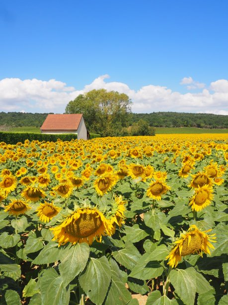 法国勃艮第葡萄园的向日葵。图片下载