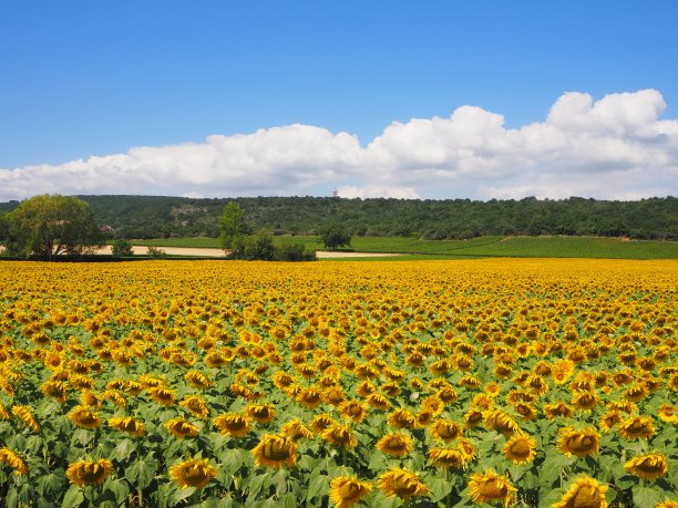 法国勃艮第的向日葵和葡萄园图片下载