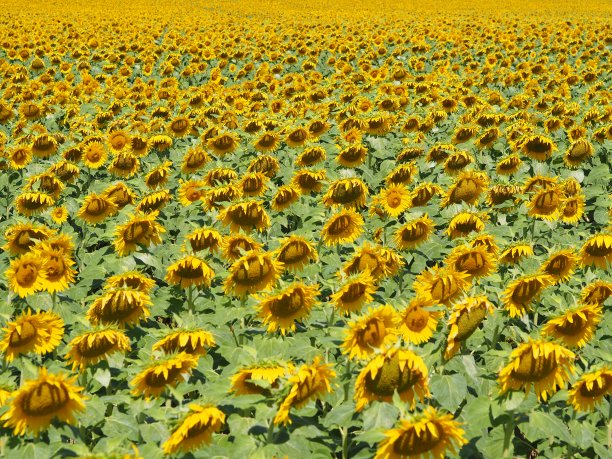 向日葵背景，勃艮第葡萄园，法国。图片下载