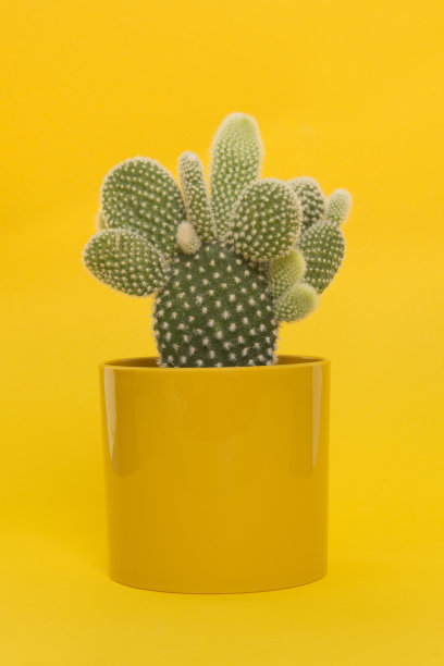 黄色背景上的黄色花盆里种着仙人掌图片下载