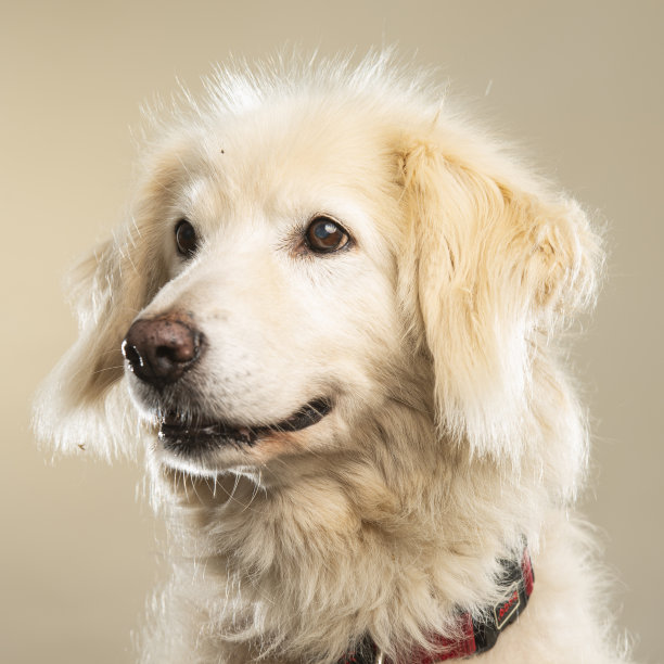 影棚里的小狗图片下载