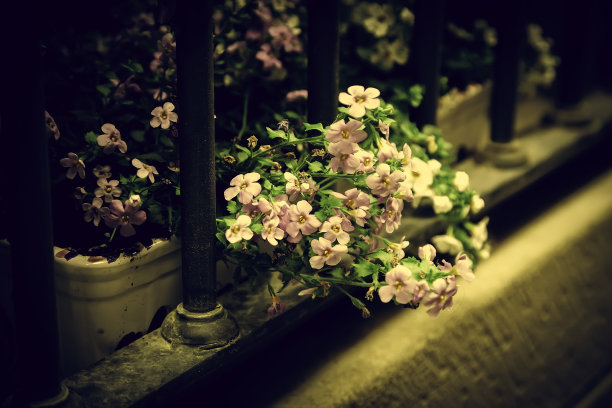 五彩缤纷的盆花图片下载