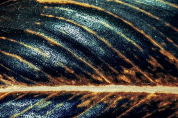 花园中synconium叶子的纹理图片下载