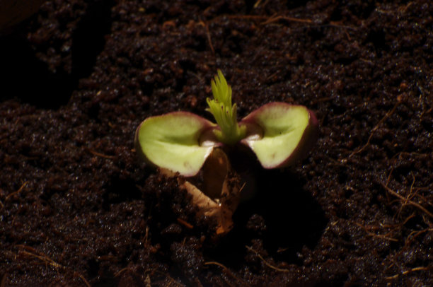 花生在肥沃而黝黑的土地上育成新苗图片下载