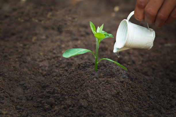 46、浇树苗的女人将长成一棵茁壮的大树。世界环境日理念:年轻女子正抱着一棵小树。两只手捧着一棵淡绿色的树。照料幼苗成长。图片下载