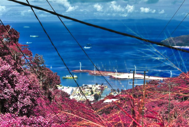 塞舌尔群岛上美丽的粉红色和紫色热带棕榈树红外照片图片下载