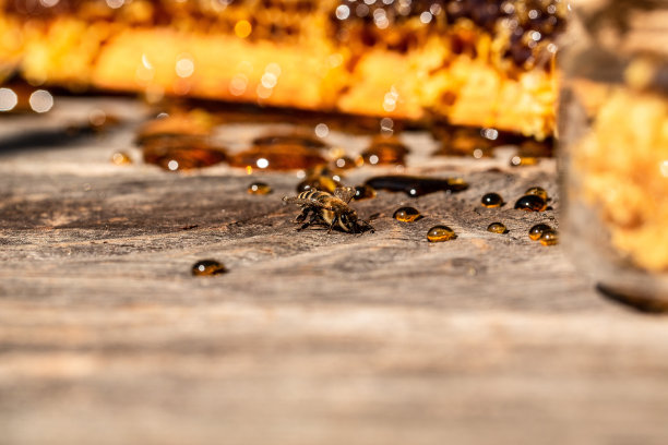 蜜蜂在木桌上飞行，背景是满是蜂窝的蜂蜜。有机天然成分概念。横幅，菜单，食谱，文本位置图片下载