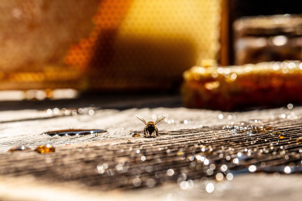 蜜蜂在充满蜂巢的背景上飞行。有机天然成分概念。横幅，菜单，食谱，文本位置图片下载