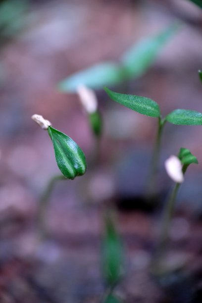 院子里长着辣椒种子。图片下载