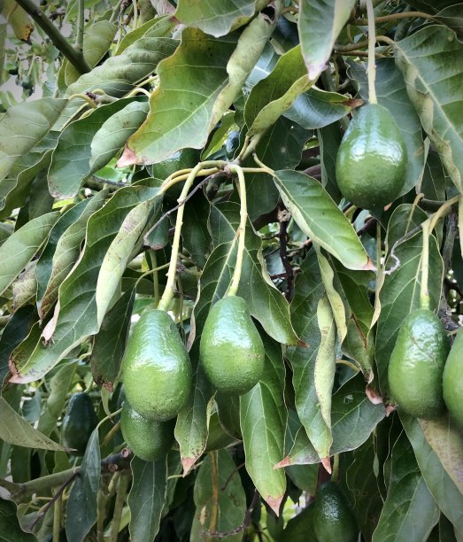 有牛油果的树图片下载