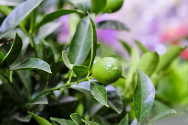 一种带有柠檬的柑橘属植物。柑橘类菖蒲素(柠檬)。在店里出售。有选择性的重点图片下载