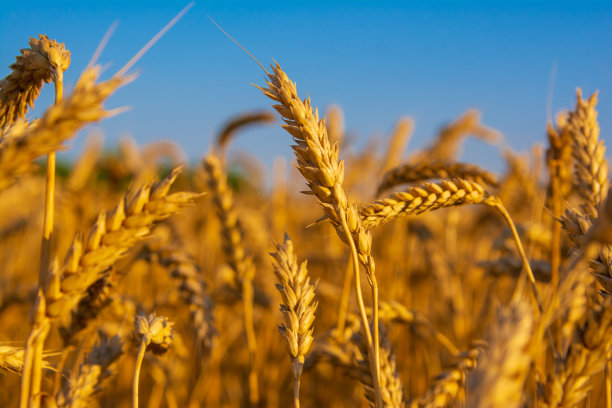 金色的麦田在阳光下图片下载