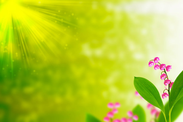 春天的百合花山谷图片下载