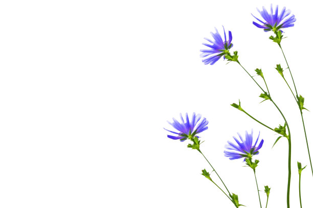 鲜艳多彩的花朵孤立在白色的背景上图片下载