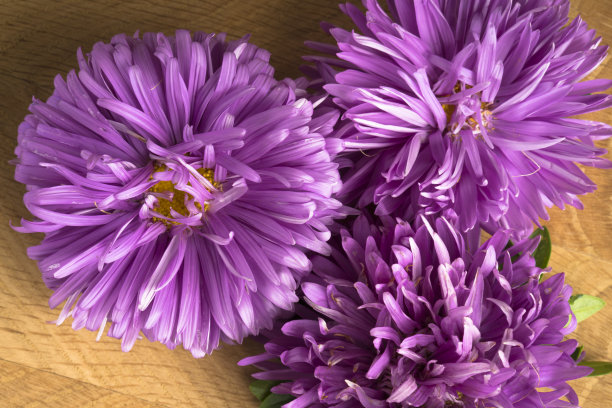 盛开的花朵，三颗紫菀的花蕾，在一块木板上图片下载