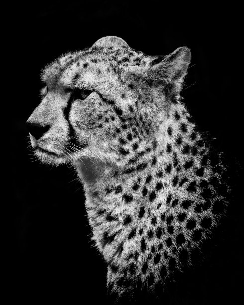 猎豹概要图片下载