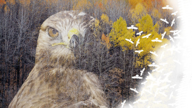 创造性的抽象本质。双重曝光。图片下载