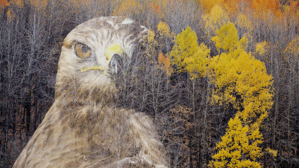 创造性的抽象本质。双重曝光。图片下载