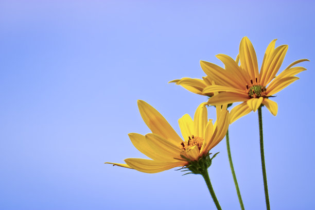 鲜黄色的菊芋花在蓝天的背景上。有选择性的重点。图片下载