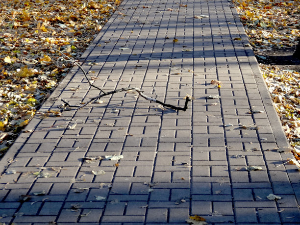 落叶铺成的秋路上的枯枝图片下载