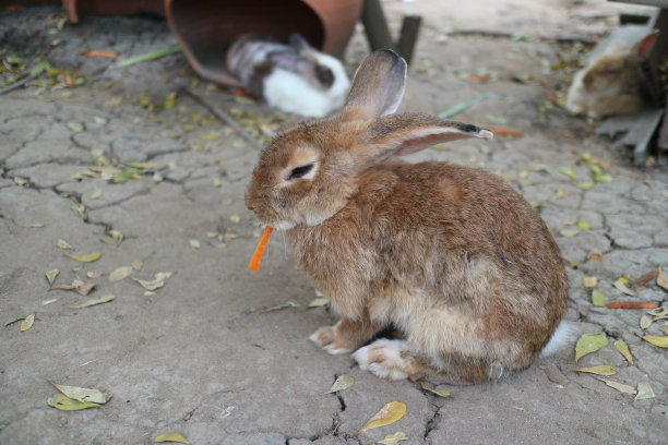 棕色兔子在吃胡萝卜棒图片下载