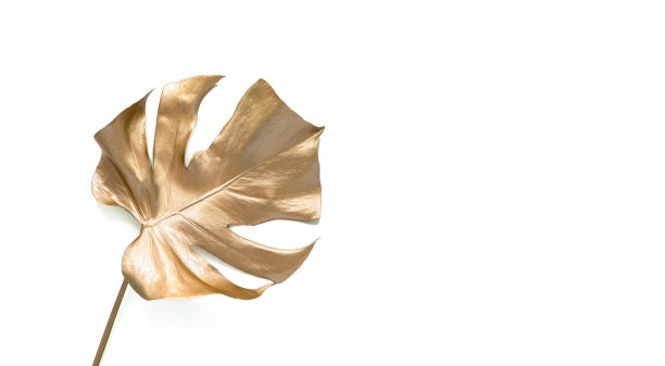 金色的棕榈叶。孤立在白色的。图片下载