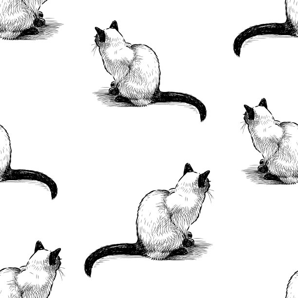 无缝模式坐家泰国猫图片下载