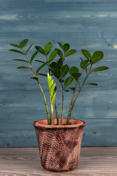 在乡村背景的花盆里种上室内植物Zamioculcas。图片下载