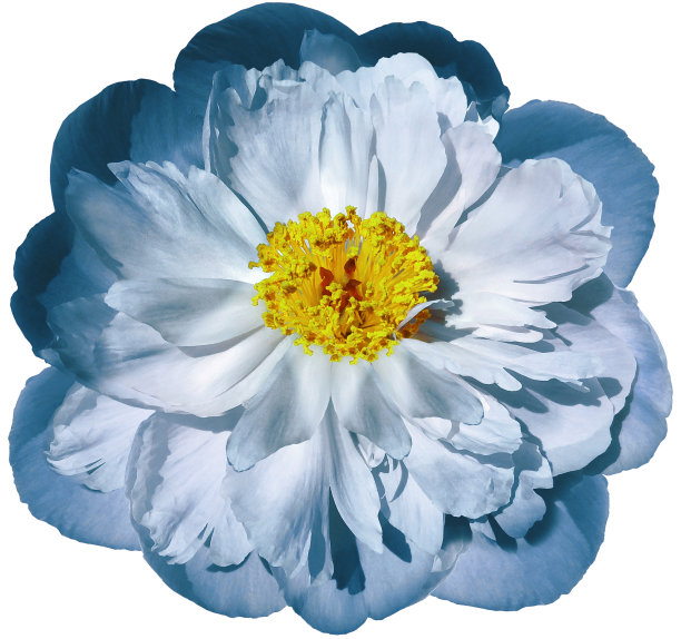 绿松石牡丹花在白色孤立的背景与修剪路径。大自然。特写没有阴影。花园的花。图片下载