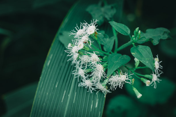 花园里的白色花朵图片下载