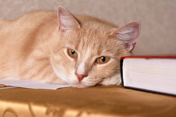 红色的猫拿着一本书图片下载