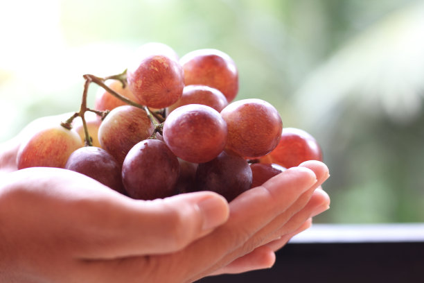 葡萄收获图片下载