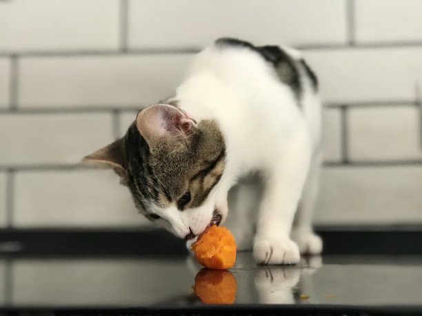 小猫和胡萝卜2图片下载