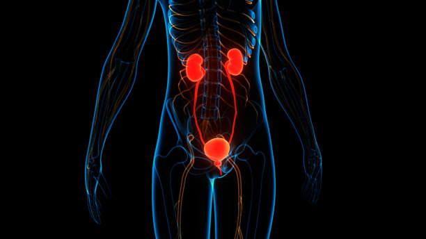 人体泌尿系统肾脏与膀胱解剖学图片下载
