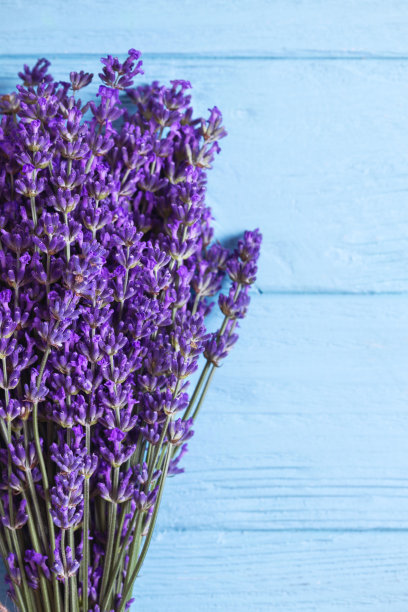 蓝色背景上的薰衣草花束。普罗旺斯“n图片下载