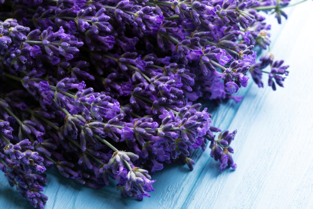 蓝色背景上的薰衣草花束。普罗旺斯“n图片下载