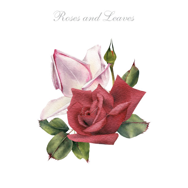 玫瑰花束，水彩画，可作为贺卡，婚礼请柬，生日等节假日和夏季背景。图片下载